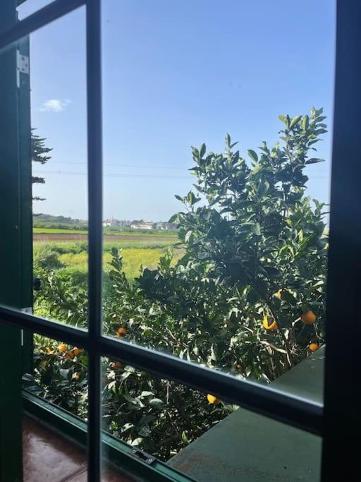 Вілла La Macadamia Сан-Крістобаль-де-ла-Лагуна Екстер'єр фото